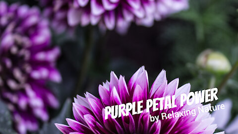 Purple Petal Power – 60 minutes of Beautiful, Relaxing Music for Study, Work, Meditation, Sleep