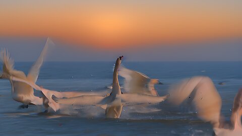 Relaxing and Soothing, Capturing the Beauty of Ontario Lake with Swans