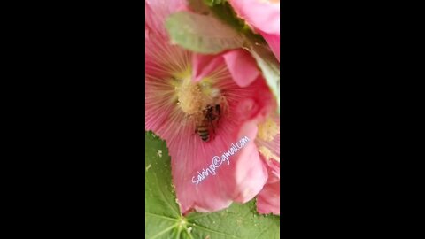 White spider catch a bee!