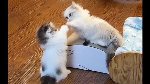 Kittens can't fight!!!!!!!!