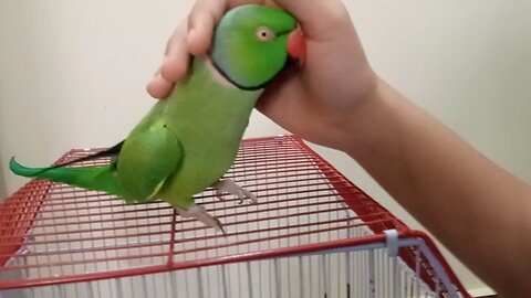 My cute talking parrot