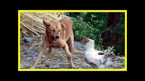 Chicken vs dog fight - Funny dog fight video 1080HD