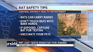 Pet cat tests positive for rabies