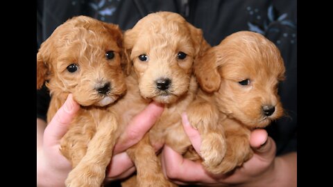 Cachorritos graciosos