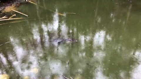 The American Alligator￼