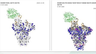 USF scientist: The UK variant of the coronavirus is likely already in Florida