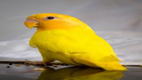 The parrot takes a cold water bath