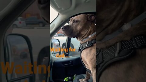 Waiting for dad to get out if work #travel #dog #funnyvideo #travelnursing