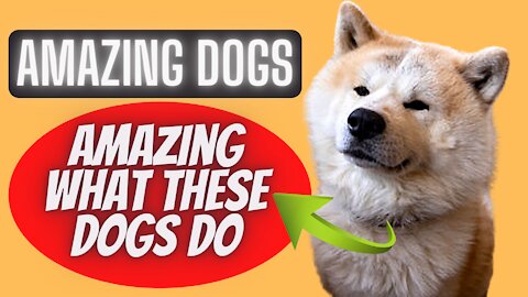 funny🤣 dogs videos