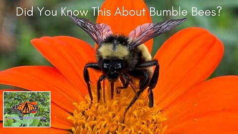 Did You Know This About Bumble Bees? Wow!