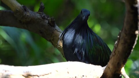 CatTV: Take your Cat to San Diego Zoo - Black Bird 2