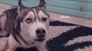 Husky protects her Carpet!