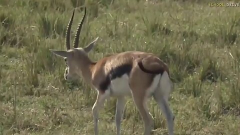 July 11, 2017 -Sunset- Thompson Gazelle in the Maasai Mara with James