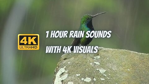 4k Rain Sounds - Relax to The Calming Ambiance of Rainfall For 1 Hours