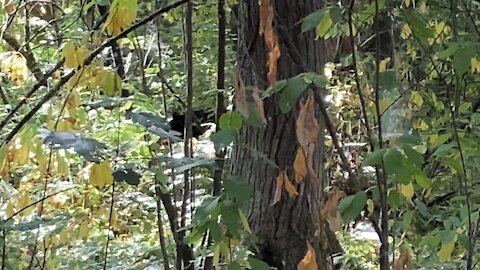 3 bears by a trail