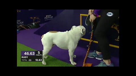 Watch Rudy the Bulldog crush the 2019 WKC Masters Agility course | FOX SPORTS