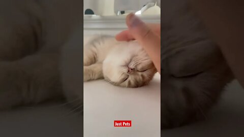 Love that #cute #tiktok #funnyanimals #funnyvideos #cat