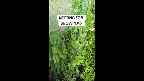 snowpea netting