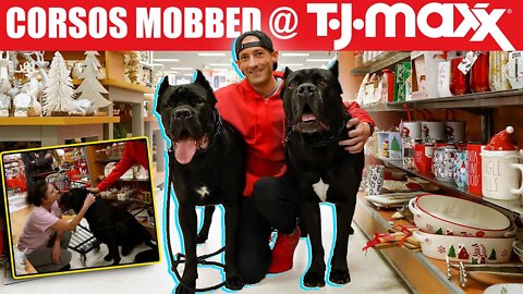 Cane Corsos MOBBED @ TJ MAXX - Amazing Socialization!