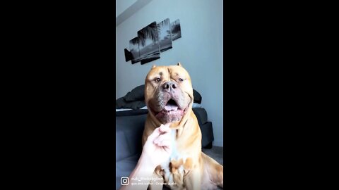 GIANT 160lb Pit Bull is built like a baby T-Rex 🦖😍🥰