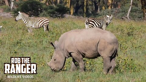 White Rhino Mum And Baby With Zebras | Lake Nakuru | Zebra Plains On Tour