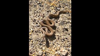 Brown Snake