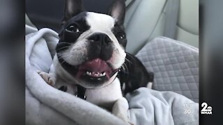 Woodberry man pleas for return of Boston Terrier stolen during home break-in