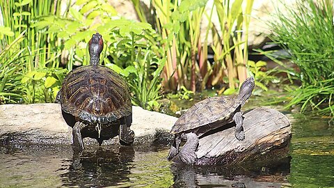 Sound of water turtle relaxation