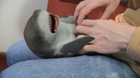 playing with a baby shark