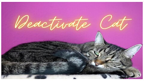 This Is How To Deactivate Your Cat