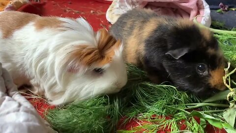 Guinea pigs eating fresh leaves 🍃