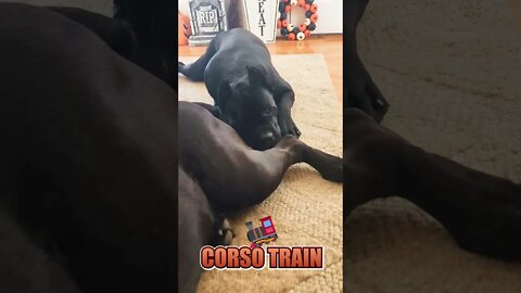 Cane Corso Bros Be Like.. #shorts #funnydogs #viral