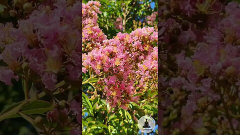 Tranquil Crapemyrtle Blossoms 🌸 Serene Nature Short 🎶 Relaxing Bird Chirping & Piano Music