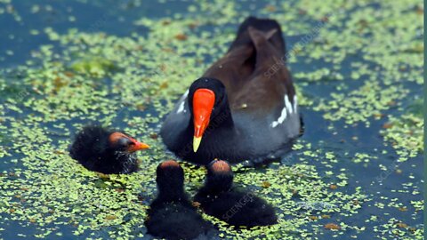 Beautiful Bird