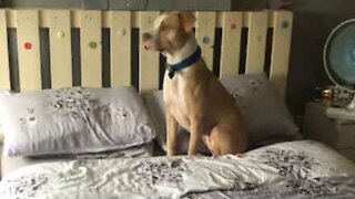 Ce pit-bull déteste les douches!