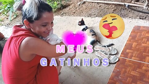 Meus gatinhos aprontando!!