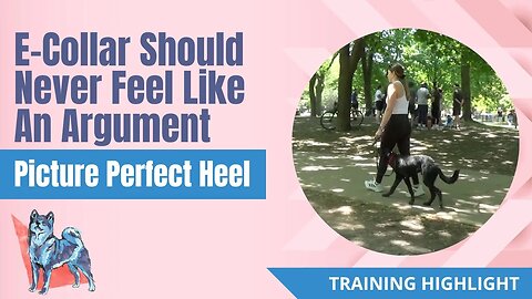 E-Collar Should Never Feel Like An Argument, Picture Perfect Heel, 6M Old Puppy E-Collar Training