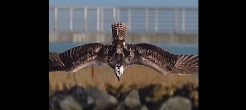 Eagle catch the fish - eagle attack - animalden