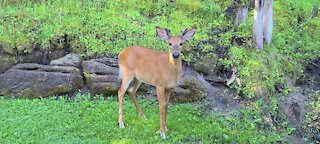 Wild deer incredibly friendly