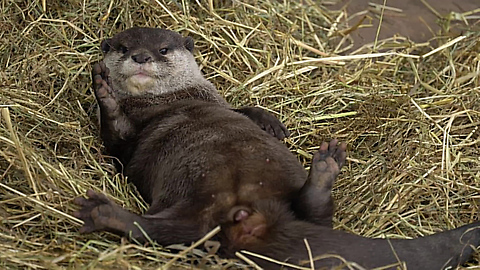 Adorable Otter Loves His Fresh Bedding