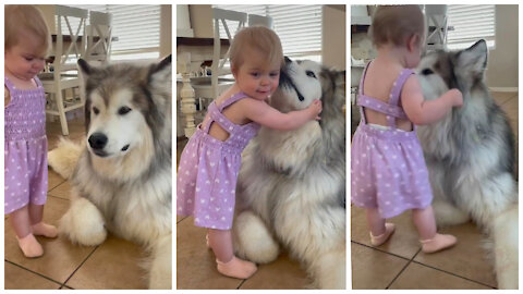 Husky and cute baby