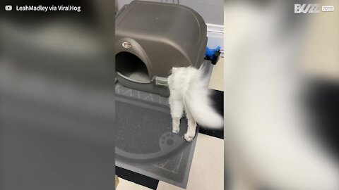 Cat squeezes itself into litter box