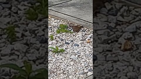 Daddy Bird Protecting Nest While Mom Hunts #familygoals #birdlife #norest