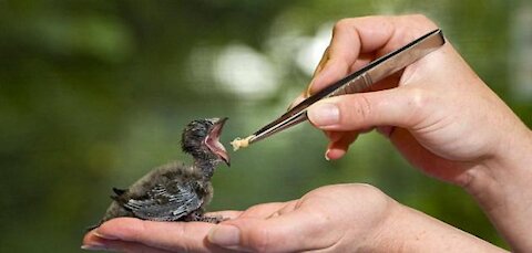 How to feed a bird chick