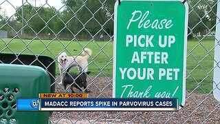 Deadly dog virus makes its way to Milwaukee