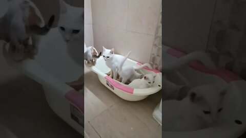 #shorts Смешные Коты Из Тик Тока 84 Funny Cats From Tiktok