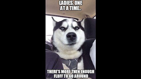 It’s always husky thing 😂 #dog #dogsofinstagram #dogs #doglover#short