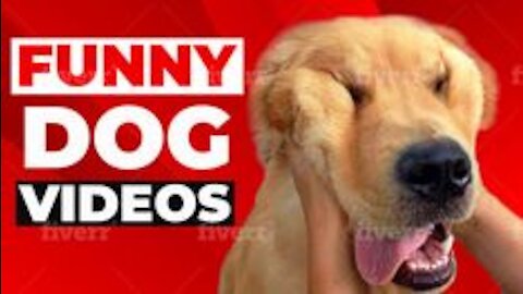 🤣Funny Dog Videos 2021🤣 🐶 It's time to LAUGH with Dog's coolest life