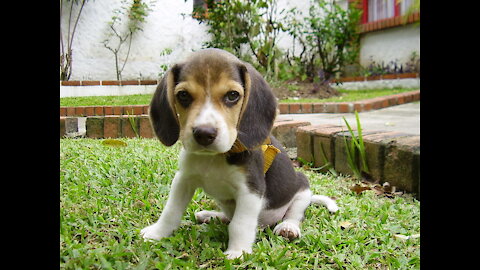 How to Teach your Puppy to Sit and Stay course video