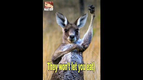 the little kangaroo wanted himself and ...